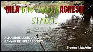 Nangkul || Anco || nila babon sungai memang terkenal AGRESIF ||Net fishing || tradisional fishing