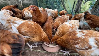 A Small Poultry Farm in my home 🏡 Chickens feeding time | Kerala, India 🇮🇳