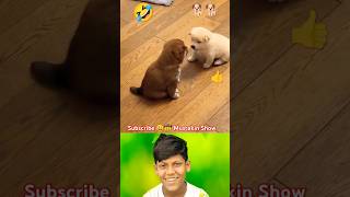 Cute 🥰 puppy 🐕 is fighting 😁🤣😄😂😁#shorts#youtubeshorts#cute#puppy#trending#animals#viral#