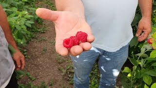 Первая малина в этом году. Урожай на побегах прошлого года.