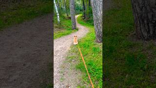 My Corgi: No!!🛑 I Refuse to Leave the Wellness Nature Trail After 3 hrs Walk!!!🦊❌⁉️🌳🌲🌳🌲🌳🌾😁