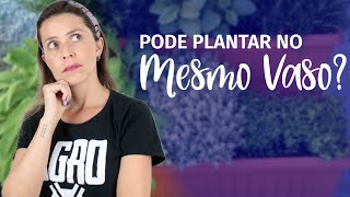 O que são PLANTAS COMPANHEIRAS e PLANTAS ANTAGÔNICAS