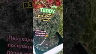 ПІДПИШИСЬ SUBSCRIBE Thuja teddy care in winterТуя тедді догляд взимку Pielęgnacja misia Thuja zimą