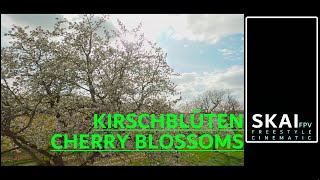 Frauensteiner Kirschen. Wunderschöne Kirschblüten. #Frauenstein #Kirschen #Blüten #Wein #Rheingau