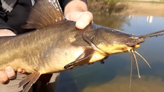 Pesca de bagres ENORMES con equipo liviano -  Pesca Urbana en Córdoba