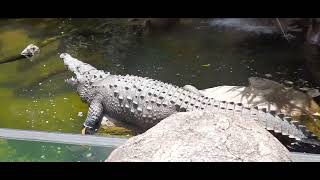 Visitando La Aurora Zoológico de Guatemala