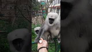 Funny langur monkey moments : Funny monkey feeding short video