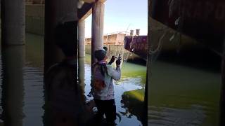 ESSE PEIXE NÃO RESISTE A FARINHA AMARELA #pescaria #pesca #fishing #fish #shortvideo