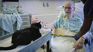 Cat Visits Its Owner Every Day– Doctor Finds It’s Not Just For Company.