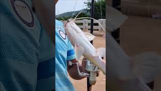 WOOW!!!Fisherman Cast Net Fishing Real Life Amazing Fishing At Countryside.(Episode 183)