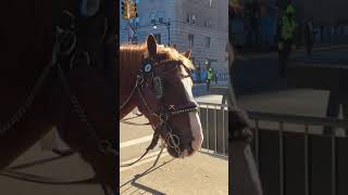 [4K] NYC🗽  Winter Walk - Horse at Central Park🇺🇸 #Shorts