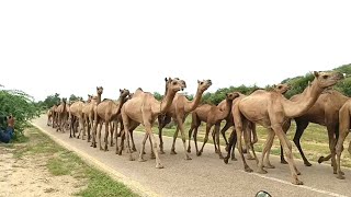 wildlife and nature walk |Crowds Camels |الجمال_في_الصحراءرحلة_الجمال_