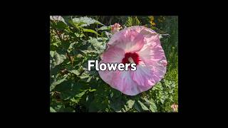 #flowers #tropical #song #bollywood #hindisong