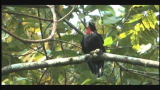 Stripe-cheeked Woodpecker, Panama