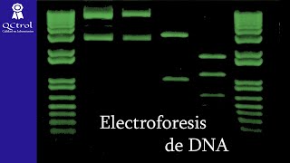 ¿Cuál es el fundamento de la Electroforesis de DNA?