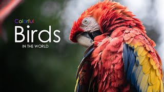 Colorful Birds On Planet Earth 4K - Scenic Wildlife Film With Calming Music