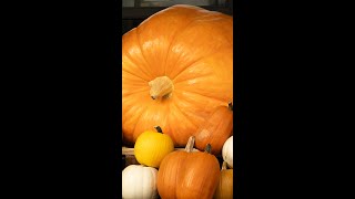 Can you guess this pumpkin’s weight?