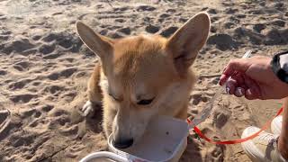 My Corgi Enjoys Eating on the Beach 🦊🥘🍴🏖️🧡😍