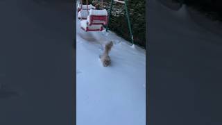 cat stuck in the snow by cat lovers best video #music #losemyself #savemyself #brokenmelody #ket