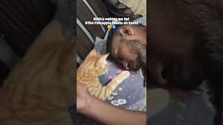 Morning routine #cutecat #shortvideo #shorts #straydogsfeeder