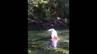 French broad river carpin'.