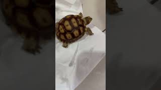 Day45 #babysulcata #shortvideo2024 #sulcatatortoise #pets