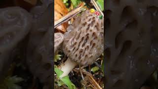 Morel time !!! / Le temps des morilles !!! #nature #suisse #morilles #morel