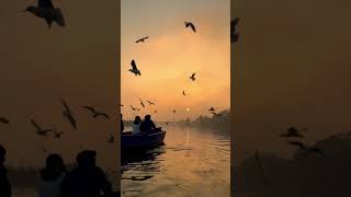 Good Morning Yamuna Ghat #shorts #shortsvideo #trending #nature #relaxing