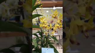 Yellow coloured orchid