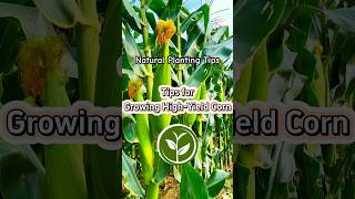 Tips for growing high yield Corn #plants #shortvideo #garden #youtubeshorts #howto #farming