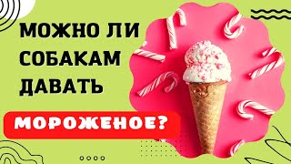 🐕📝🐾 Можно ли собакам давать мороженое?