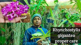 Rhynchostylis gigantea সঠিক যত্ন নিলে ফুলে ভরে যাবে!@SandipOrchid#orchid #care #bengali