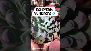 Echeveria raindrops una hermosa carunculada Jardín suculento