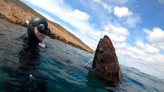 ***Ροφός τέρας σε πολύ ρηχό ψαροντούφεκο ***( Huge grouper_ shallow spearfishing)