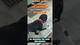 la tipologia del cane non importa #cane #cani #specie #razza #persone #gente #comportamento #shorts