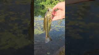 Another black bass from this new pond!!!! release video!!!!