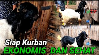 HARGA KAMBING PE JANTAN KURBAN GARANSI SEHAT