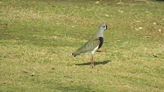 Queltehue o treile (Vanellus chilensis)