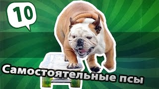 Cобаки - умняки / Smart dogs