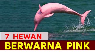 7 Hewan Dunia yang Berwarna Pink