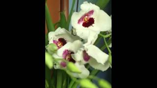 Miltoniopsis MIKE