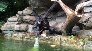 Jungle Cruise with unique ending | Tokyo Disneyland