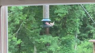 2021 06 23  At the bird-feeder