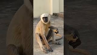 जय श्री राम 🙏#monkey #shorts