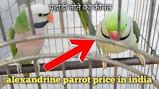 Alexander parrot price in india / phadi parrot price