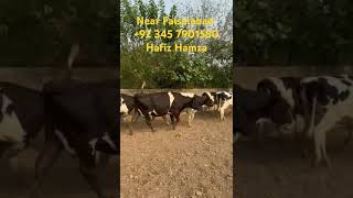 Cows for Sale Near Faisalabad