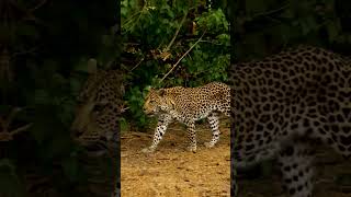 India’s No.1 Leopard Safari | Jungle safari | Gandhisagar forest retreat | Leopard