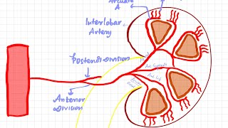 Blood supply of kidney || abdomen || anatomy