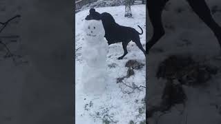 Great dane vs Snowman ⛄️ 🐶