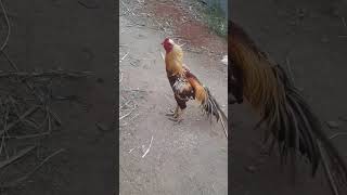 Kattu Seval - country breed cock #cock #hen #villagevlog #jallikattu #tamil #tamilculture #shorts